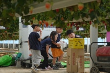 딸기🍓농장 체험 - 고운햇살반 - 어린이집행사앨범 - 송천동트는어린이집 딸기🍓농장 체험 - 고운햇살반