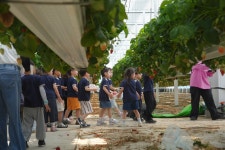 딸기🍓농장 체험 - 고운햇살반 - 어린이집행사앨범 - 송천동트는어린이집 딸기🍓농장 체험 - 고운햇살반