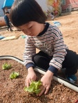🧑🌾 우리 함께 키워요-텃밭활동 - 초록잎새(6세심소연선생님) - 송천동트는어린이집 🧑‍🌾 우리 함께 키워요-텃밭활동