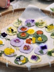 🏵🌸봄꽃이 피어낸 화전만들기🌸🏵 - 푸른나무(7세 박혜진선생님) - 송천동트는어린이집 🏵🌸봄꽃이 피어낸 화전만들기🌸🏵