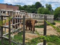 전주 동물원🐘🐅🦚 - 푸른나무(7세 박혜진선생님) - 송천동트는어린이집 전주 동물원🐘🐅🦚