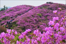 ★ 5월 3일 지리산 바래봉 철쭉 정기산행 안내 ★ - :.*.:정기산행공지.신청。。 - 경남월요산악회 경남월요산악회