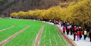★ 3월18일 경북 의성 금성산&비봉산 정기산행 공지 (산수유축제) ★ - :.*.:정기산행공지.신청。。 - 경남월요산악회 경남월요산악회