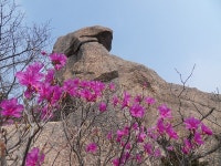 ★ 4월6일(월)전남 해남.강진 별뫼산/ 가학산/흑석산 종주산행(진달래) ★ - :.*.:정기산행공지.신청。。 - 경남월요산악회 경남월요산악회