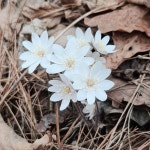 외씨버선길6길(영양재래시장~조지훈문학관) 3월21일 - 해파랑길 사진─│ - 반더룽산악회 외씨버선길6길(영양재래시장~조지훈문학관) 3월21일