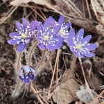 외씨버선길6길(영양재래시장~조지훈문학관) 3월21일 - 해파랑길 사진─│ - 반더룽산악회 외씨버선길6길(영양재래시장~조지훈문학관) 3월21일