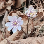 외씨버선길6길(영양재래시장~조지훈문학관) 3월21일 - 해파랑길 사진─│ - 반더룽산악회 외씨버선길6길(영양재래시장~조지훈문학관) 3월21일