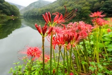 빗속에서 불갑사 꽃무릇 산행(2025-9-28) - 정기 산행사진─┐ - 반더룽산악회 빗속에서 불갑사 꽃무릇 산행(2025-9-28)