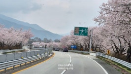 2022-0203-0419 | 2026 04 01 쌍계사 십리벚꽃길 - 정기 산행사진─┐ - 반더룽산악회 2026 04 01 쌍계사 십리벚꽃길