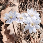 외씨버선길6길(영양재래시장~조지훈문학관) 3월21일 - 해파랑길 사진─│ - 반더룽산악회 외씨버선길6길(영양재래시장~조지훈문학관) 3월21일