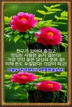 시든꽃 - ,·´″```°³о 자유 게시판 - 밀양상남초등학교42회 시든꽃