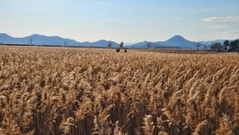 남파랑길 61 코스 : 순천만 갈대밭 - ☆정기산행사진______☆ - 포항가배산악회 남파랑길 61 코스 : 순천만 갈대밭