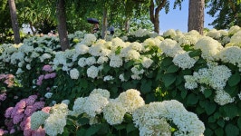 국립 예산 치유의 숲 - ☆정기산행사진______☆ - 포항가배산악회 국립 예산 치유의 숲