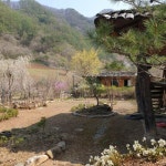 봄꽃 - ◈ 산 골 초 가 앨 범 ~ - 산골 초가집펜션, 산골 초가집펜션,