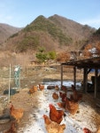 강원도힐링여행지 (그곳에가고싶다) - ◈ 산 골 초 가 앨 범 ~ - 산골 초가집펜션, 산골 초가집펜션,