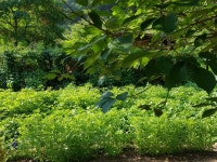 아침산책 - 김포이쁜이방구석 ㅋ - 산골 초가집펜션, 아침산책