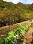 조선배추김치 경종배추김치담그는법 - ◈ 옛날음식 해묵끼 ~ - 산골 초가집펜션, 조선배추김치 경종배추김치담그는법