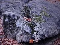 고창읍성길 - 일반 게시판환경 - 홍하표 고창읍성길