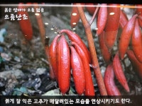 부천식물원과 자연생태공원 - 자유 갤러리 - DS15 정 자 나 무 부천식물원과 자연생태공원