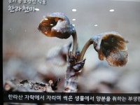 부천식물원과 자연생태공원 - 자유 갤러리 - DS15 정 자 나 무 부천식물원과 자연생태공원