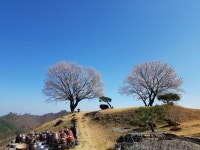 활짝핀 살구꽃 그리고 춘설... - 카페 앨범 - 하늘솔한옥스테이(구 하늘솔황토민박) 활짝핀 살구꽃 그리고 춘설...