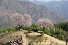 활짝핀 살구꽃 그리고 춘설... - 카페 앨범 - 하늘솔한옥스테이(구 하늘솔황토민박) 활짝핀 살구꽃 그리고 춘설...