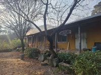 파초 사랑 단상 - 청담 이야기 - 축령산 휴림(休林) 파초 사랑 단상