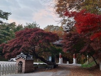 단풍 사색 단상 - 청담 이야기 - 축령산 휴림(休林) 단풍 사색 단상