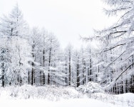 [산행신청] 제 225차 정기산행 정선 함백산 - ★정기산행 신청 - 참좋은 산악회[안중,송탄,평택,안성,지역] 참좋은 산악회[안중,송탄,평택,안성,지역]