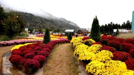설악을 품은 인제 가을 꽃 축제 ~~~~ - 스마일 포토 - 스마일 김선생... 첫 단풍의 시작 내설악을 아시나요!! 설악을 품은 인제 가을 꽃 축제 ~~~~