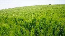 청보리&배알도 - 우리들의 이야기 - 은성왕조산악회 청보리&배알도