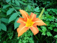 지장산:큰골계곡 - 산행 후기,여행 후기 - 도보여행(섬&산) 좋은사람들--버스매일출발 지장산:큰골계곡