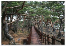 [굴업도] 11월15~16일(1박2일 5식)27만원 - 특별기획산행(1박2일이상) - 양지산행여행 043-216-8586 [굴업도] 11월15~16일(1박2일 5식)... 