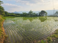 (2026.6.1 월요일) 우전마을사방댐-피바위-남봉-황석산-북봉-거망산-은신처-노상골-노상마을회관(2) - ♣...자유산행/앨범♧ - 산어귀산악회... 