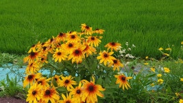 경기둘레길,27코스 단월면사무소-갈운1리.증골정류장 - 둘레길 GPS Track - GPS 월드 경기둘레길,27코스 단월면사무소-갈운1리.증골정류장