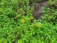 금어천 산책길(둔전역-용인시민체육센터) - 둘레길 GPS Track - GPS 월드 금어천 산책길(둔전역-용인시민체육센터)