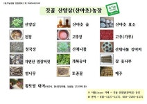 농장 생산되는 상품 - 자유 게시판 - 깃골 산양삼(산야초) 농장 깃골 산양삼(산야초) 농장