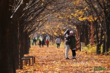 안양천 가을 낙엽 길 1 / 가을엔 편지를 하겠어요 - 이동원 - 카페 앨범 - 서울 영등포 요양보호사교육원 안양천 가을 낙엽 길 1 / 가을엔 편지를... 