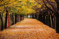 안양천 가을 낙엽 길 2 / 가을 사랑 - 신계행 - 카페 앨범 - 서울 영등포 요양보호사교육원 안양천 가을 낙엽 길 2 / 가을 사랑 - 신계행
