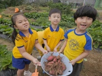 텃밭에서 고구마 땅콩 캐기 - 슬기롭고지혜로운친구들 - 꿈돌이예능어린이집 텃밭에서 고구마 땅콩 캐기