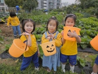 텃밭에서 고구마 땅콩 캐기 - 슬기롭고지혜로운친구들 - 꿈돌이예능어린이집 텃밭에서 고구마 땅콩 캐기