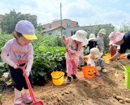 도심속 주말농장 🥔감자캐기🥔 - 사랑가득친구들 - 꿈돌이예능어린이집 도심속 주말농장 🥔감자캐기🥔