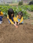 텃밭에서 고구마 땅콩 캐기 - 슬기롭고지혜로운친구들 - 꿈돌이예능어린이집 텃밭에서 고구마 땅콩 캐기