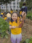 텃밭에서 고구마 땅콩 캐기 - 슬기롭고지혜로운친구들 - 꿈돌이예능어린이집 텃밭에서 고구마 땅콩 캐기