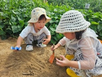 도심속 주말농장 🥔감자캐기🥔 - 사랑가득친구들 - 꿈돌이예능어린이집 도심속 주말농장 🥔감자캐기🥔