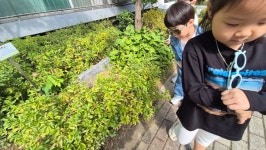 가을 산책, 밤 탐색, 떡사세요~ - 행복가득친구들 - 꿈돌이예능어린이집 가을 산책, 밤 탐색, 떡사세요~