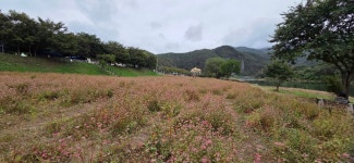 10월12~13일 영월 천마로 천문대.홍메밀 축제장.망경대산 자연휴양림 - 산행/비박/백패킹 - Backcountry Camping 10월12~13일 영월 천마로... 