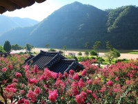 서러워서 붉은게아니라 붉어서 서럽다 ＜ 병산서원 만대루에서 본 베롱나무 ＞ - 우리들이 사는 세상이야기 - 고타야 ( 古陀耶 ) 서러워서... 