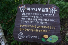 #[봉화군 여행] 숲의 귀족 분천리 자작나무 숲길............85 - ♡- 카페여행방 - 【우수카페】신비한 약초세상 #[봉화군 여행] 숲의 귀족 분천리... 