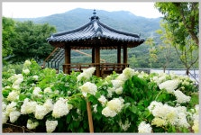 화명동 대천천 유아숲 목수국 핀 산책길 - ♣ ─ㆍㆍㆍ동물 , 식물 - 부산 도보여행 (풍경 속의 사람들) 화명동 대천천 유아숲 목수국 핀 산책길